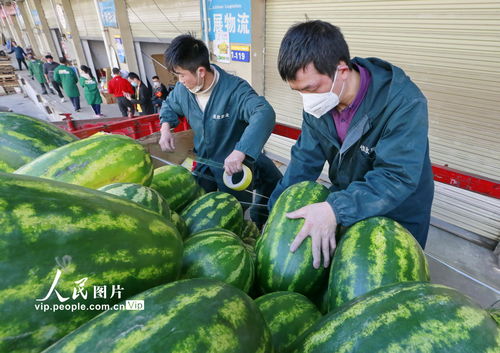 川鄂情深共战疫 遂宁百吨鲜农产品驰援湖北