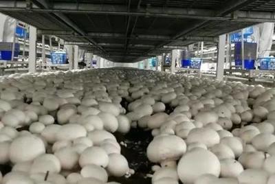 喜获一张“国字号”金名片！廊下蘑菇被评为全国名特优新农产品
